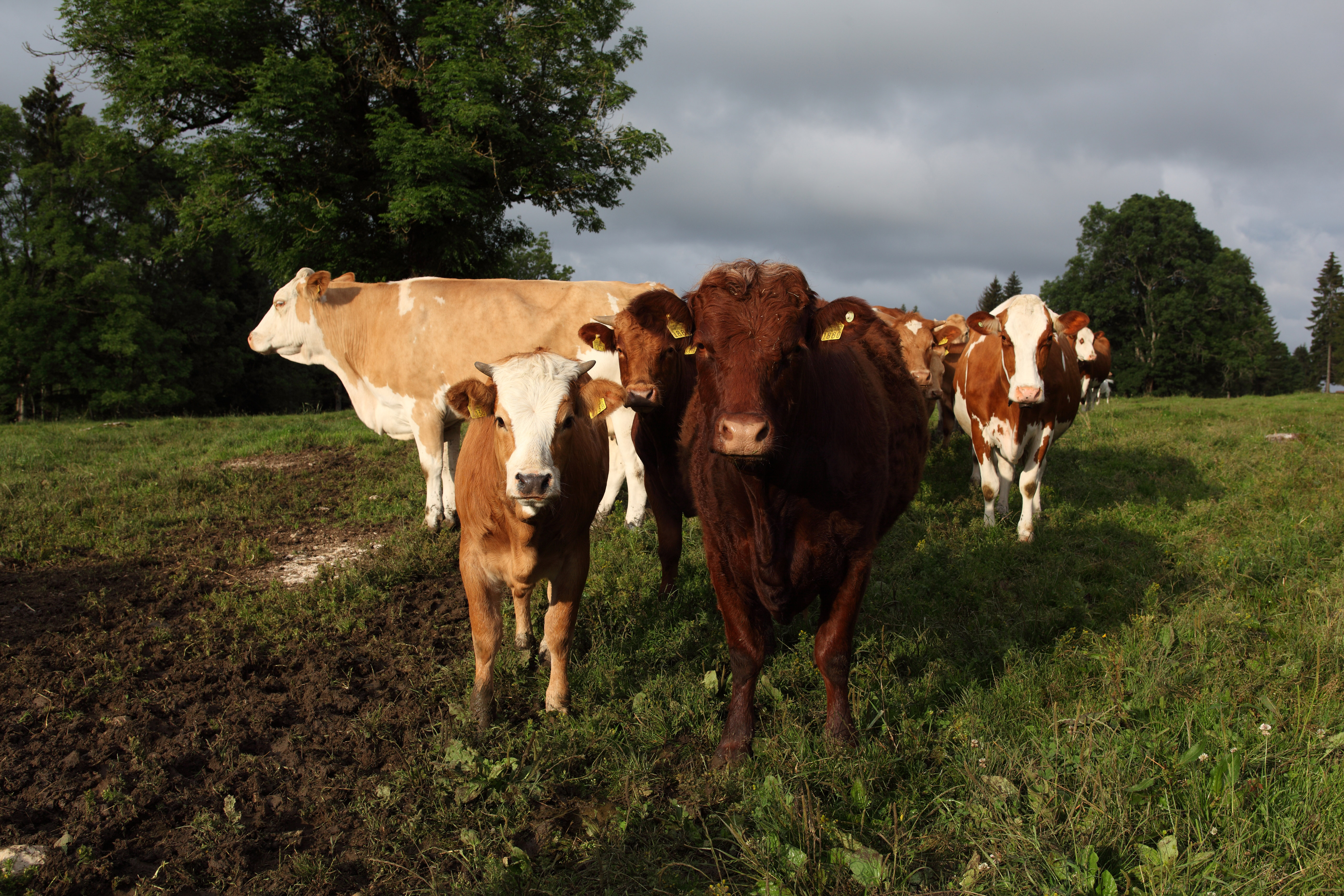 Vaches mères : prudence dans les pâturages