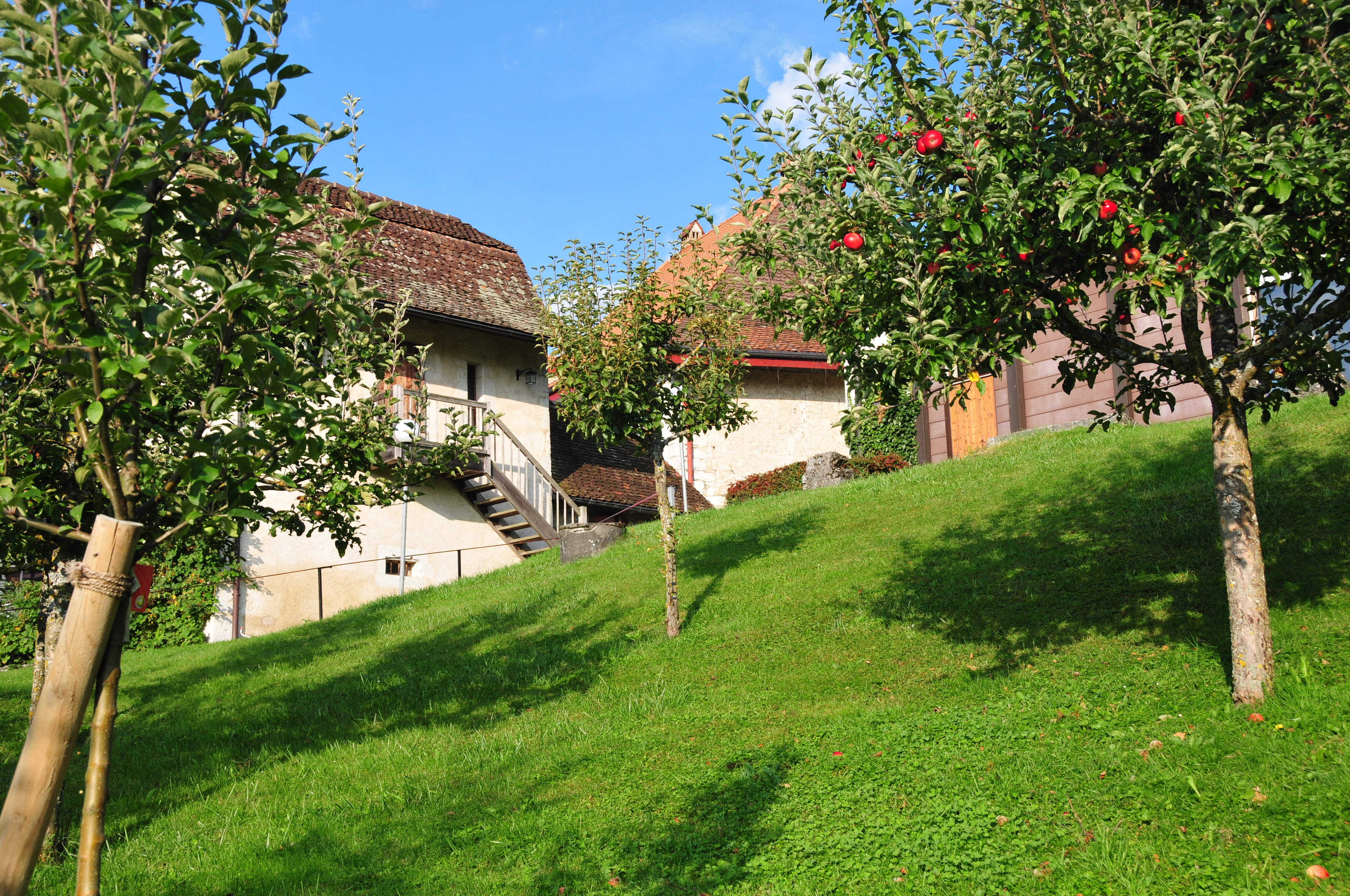 SO HELFEN SIE IHREN OBSTBÄUMEN, DEN SOMMER ZU ÜBERSTEHEN