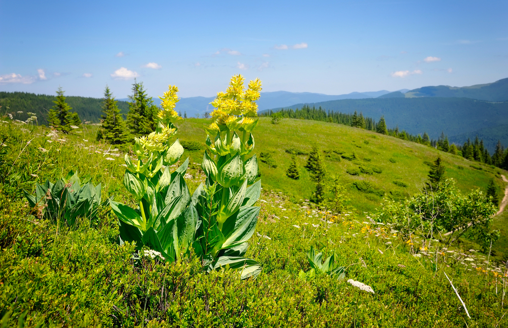 La gentiane jaune, une plante aux multiples vertus