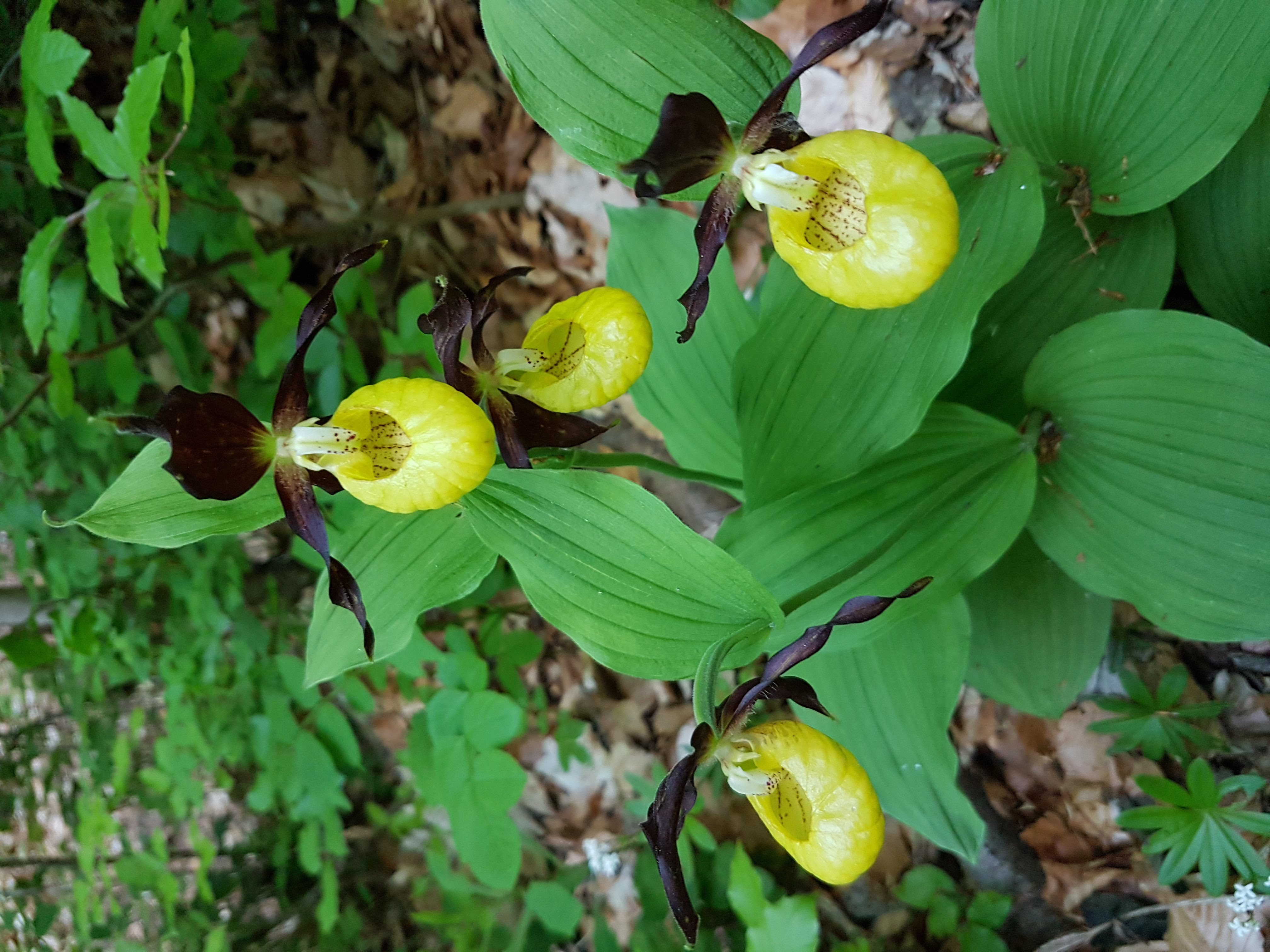 Der Gelbe Frauenschuh – die grösste wild wachsende Orchidee