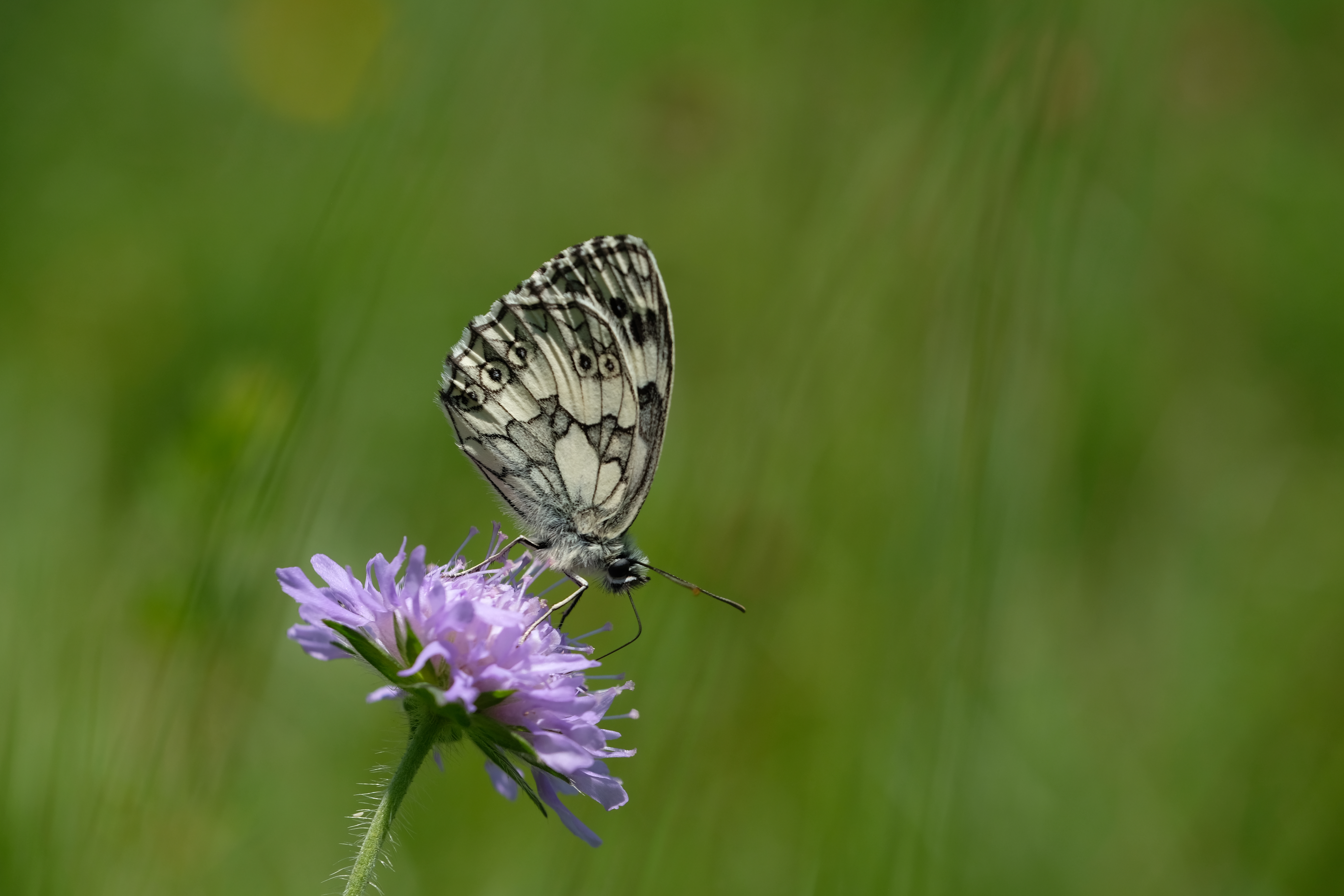 8 Merkblätter für mehr Biodiversität im Garten