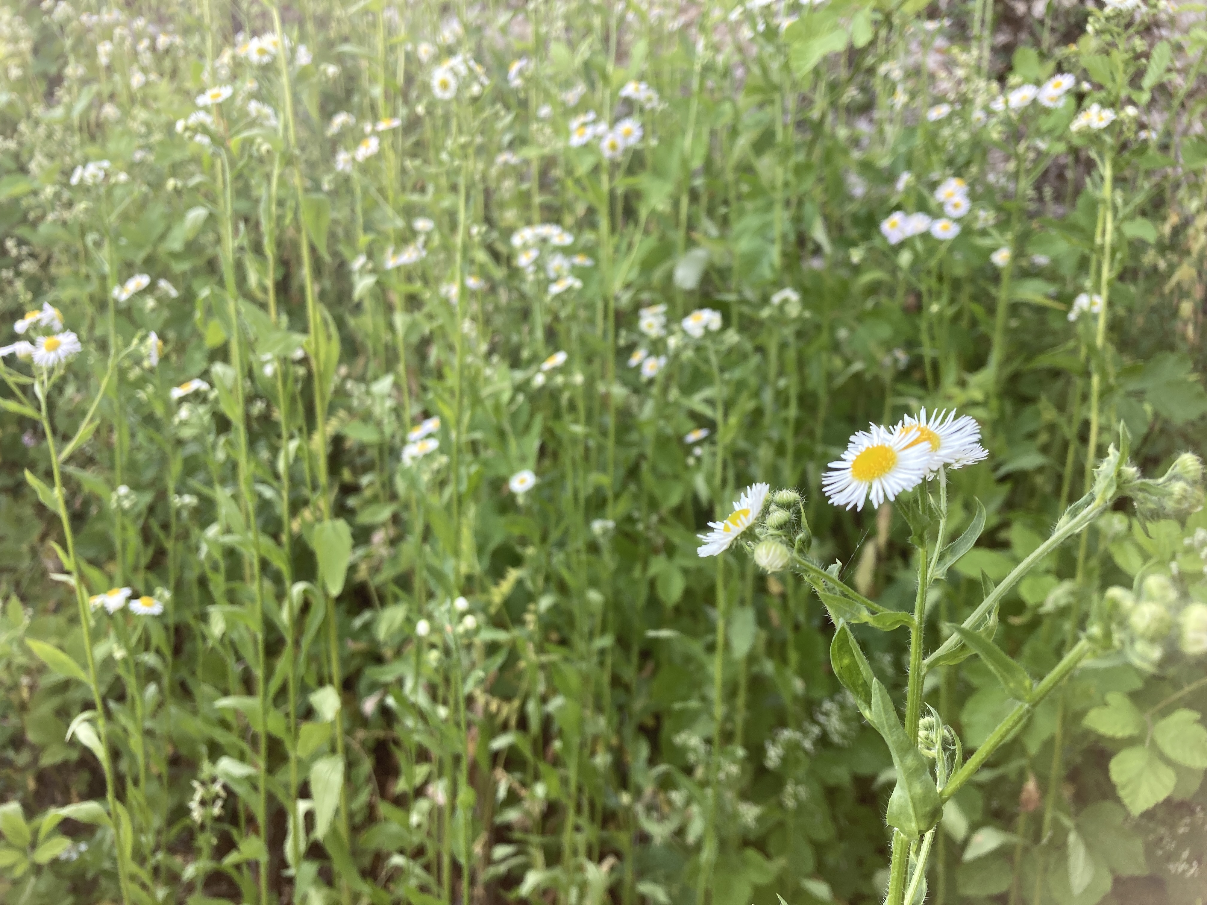 INFOVERANSTALTUNG INVASIVE NEOPHYTEN IN LA NEUVILLE 