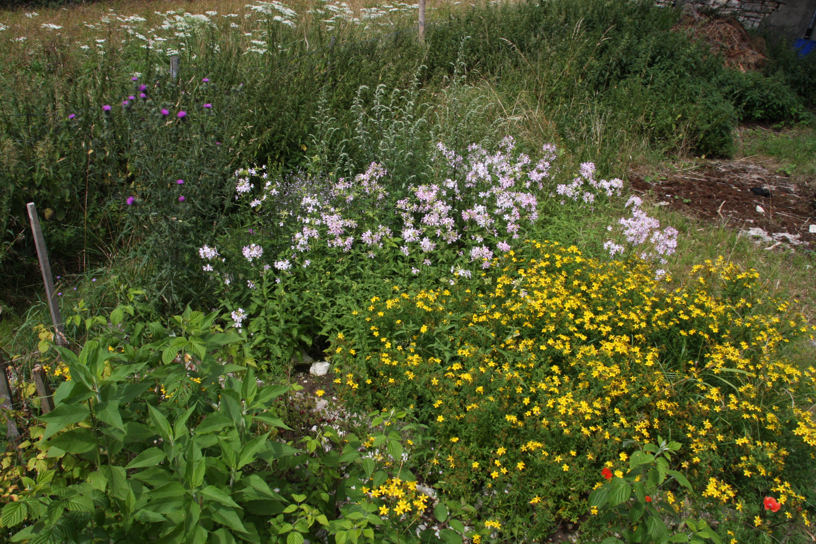 Stauden im Garten