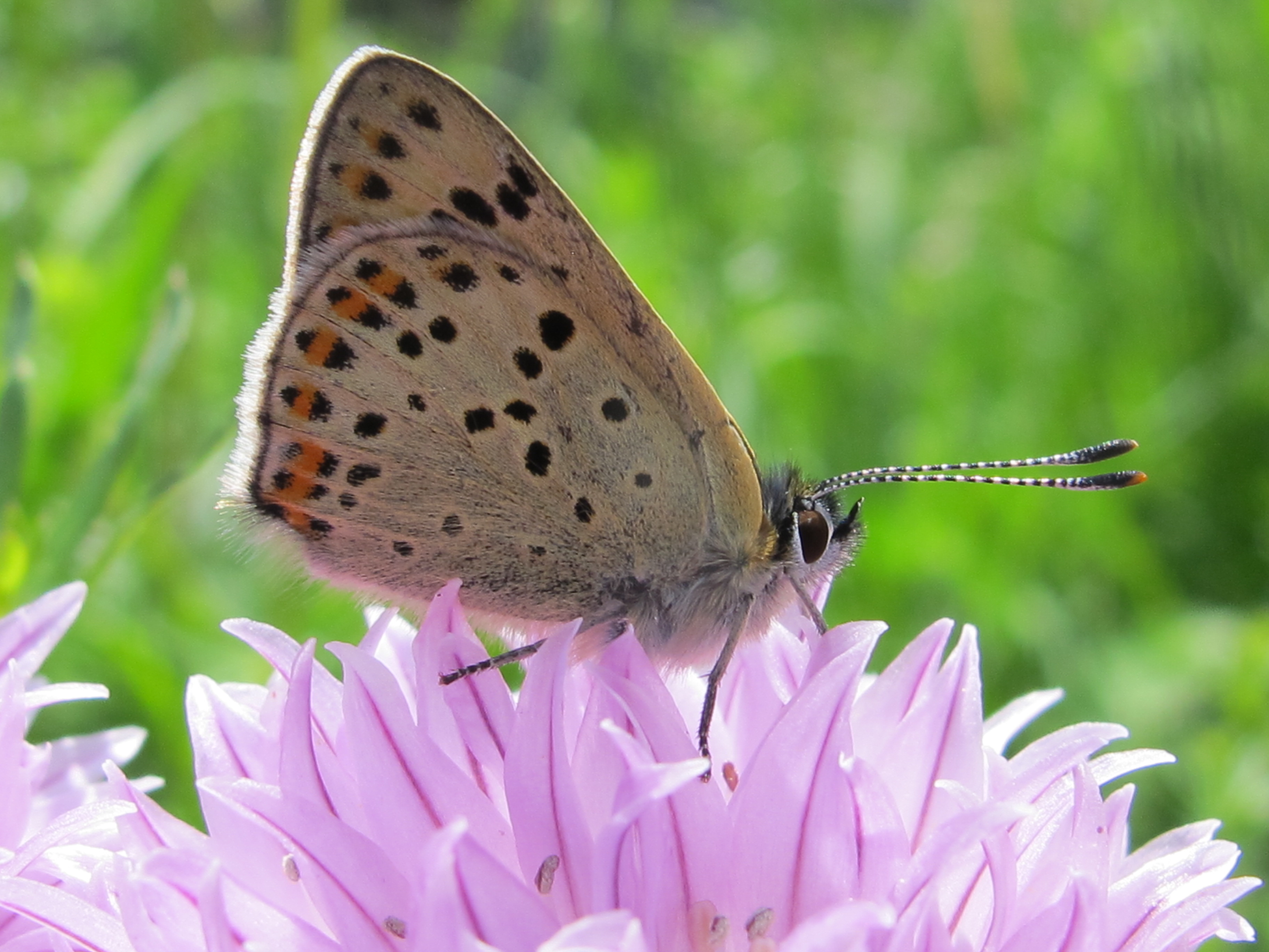 BESTÄUBENDE INSEKTEN IM FOKUS