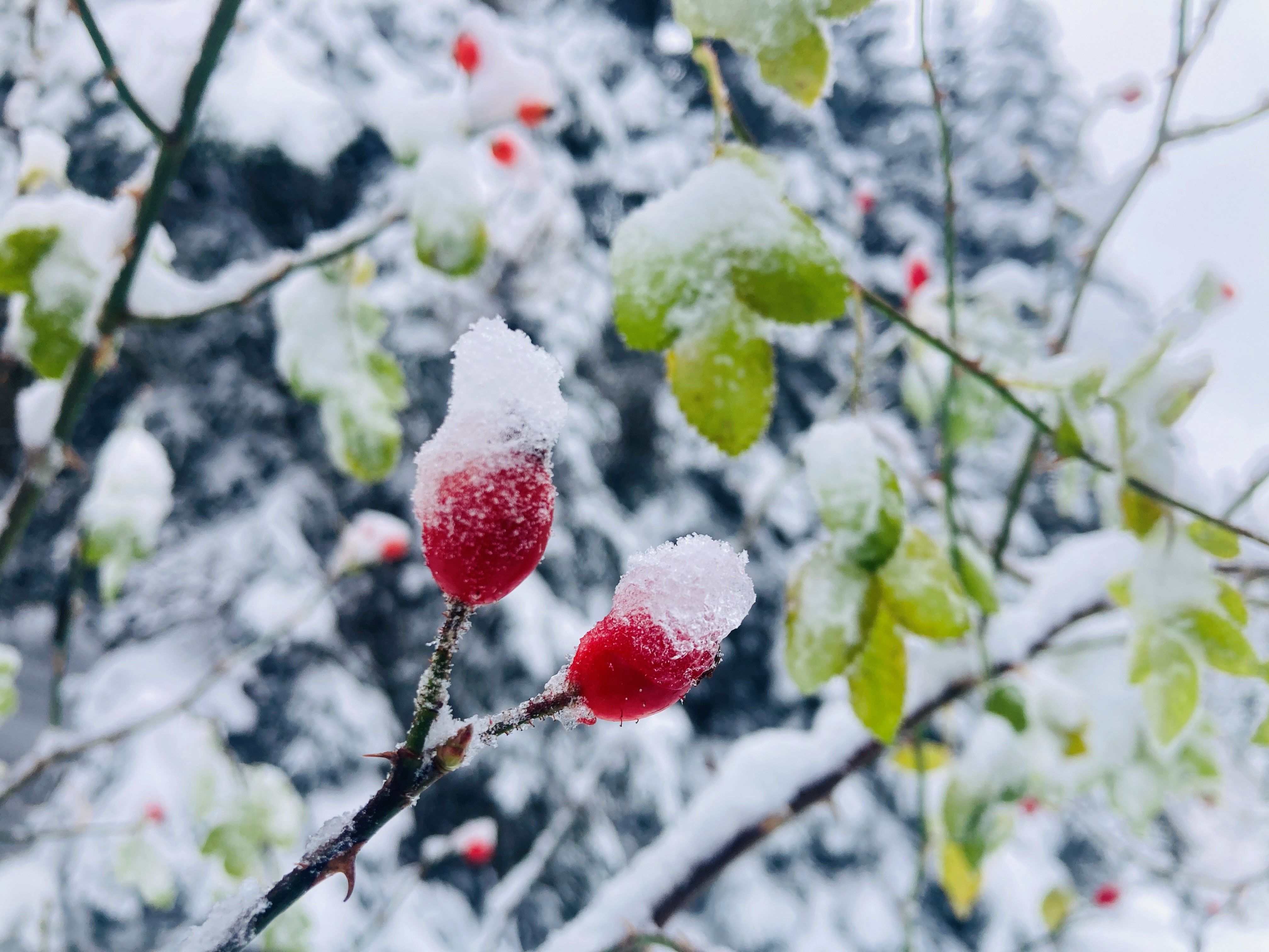 Les fruits de l'églantier, une aubaine en hiver