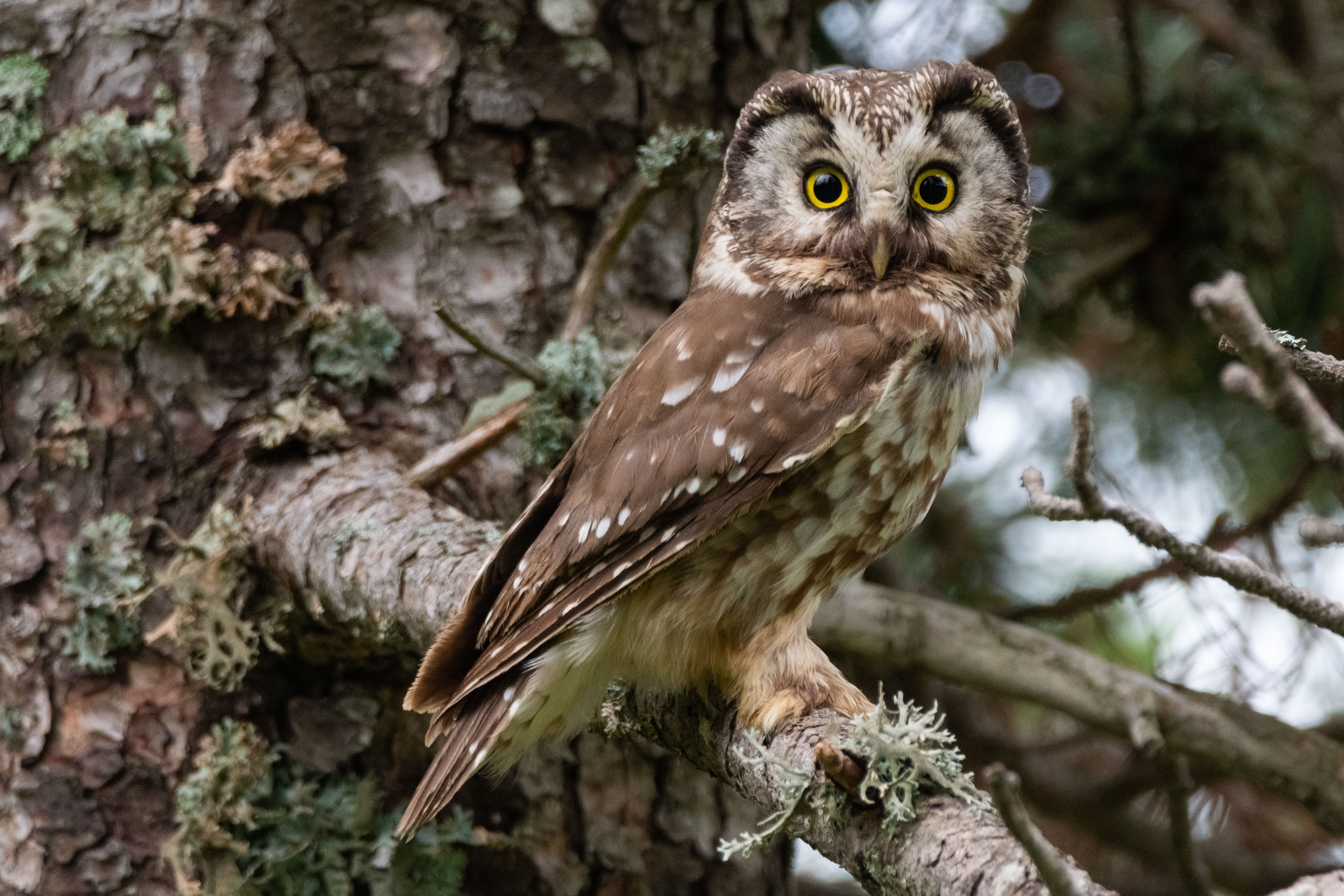 Der Raufusskauz – verborgener Jäger in unseren Bergwäldern