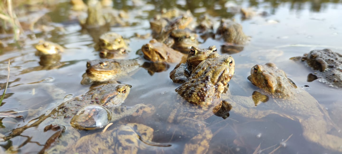 Amphibien in La Gruère gerettet