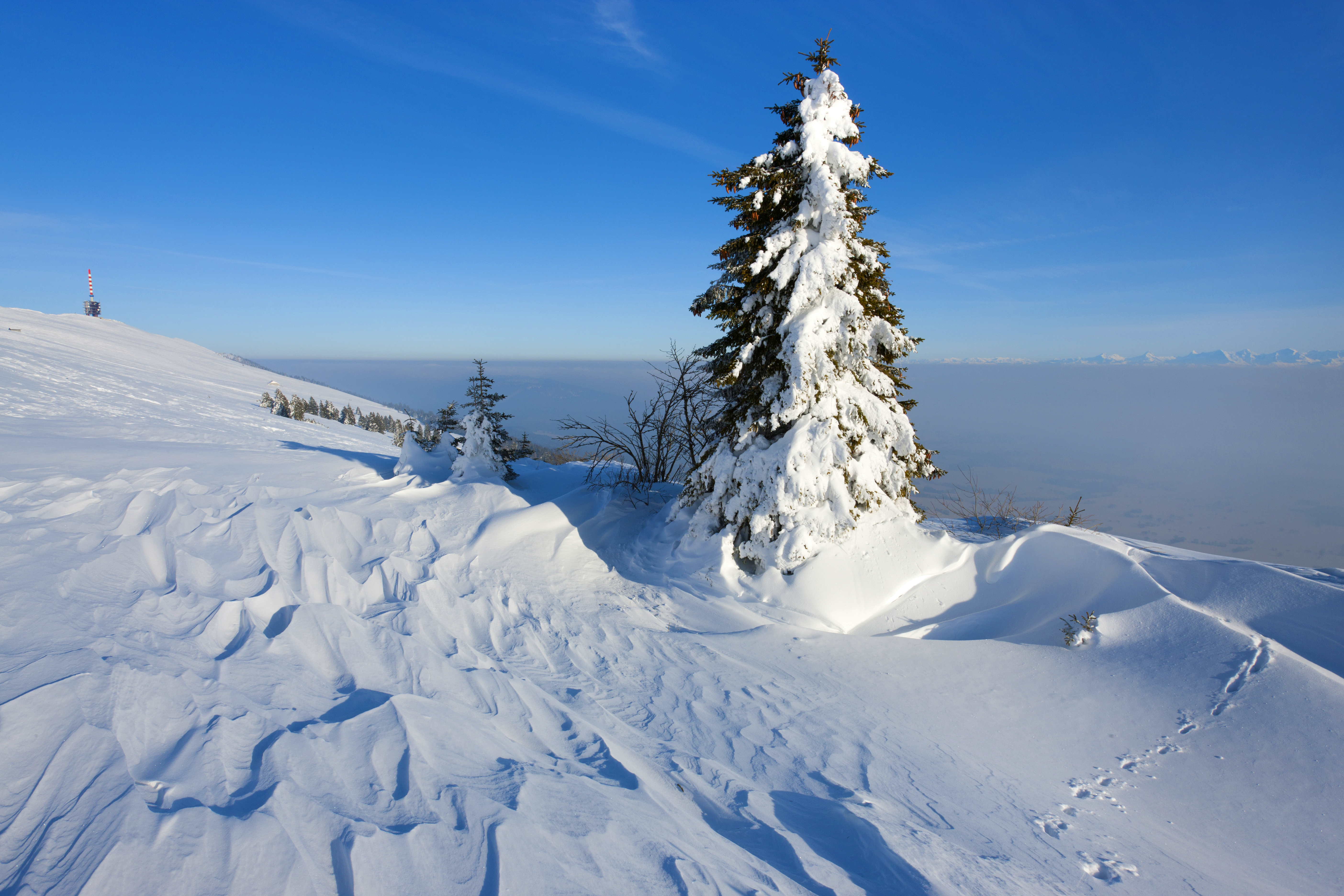 DIE FICHTE – KÖNIGIN DER SCHWEIZER WÄLDER