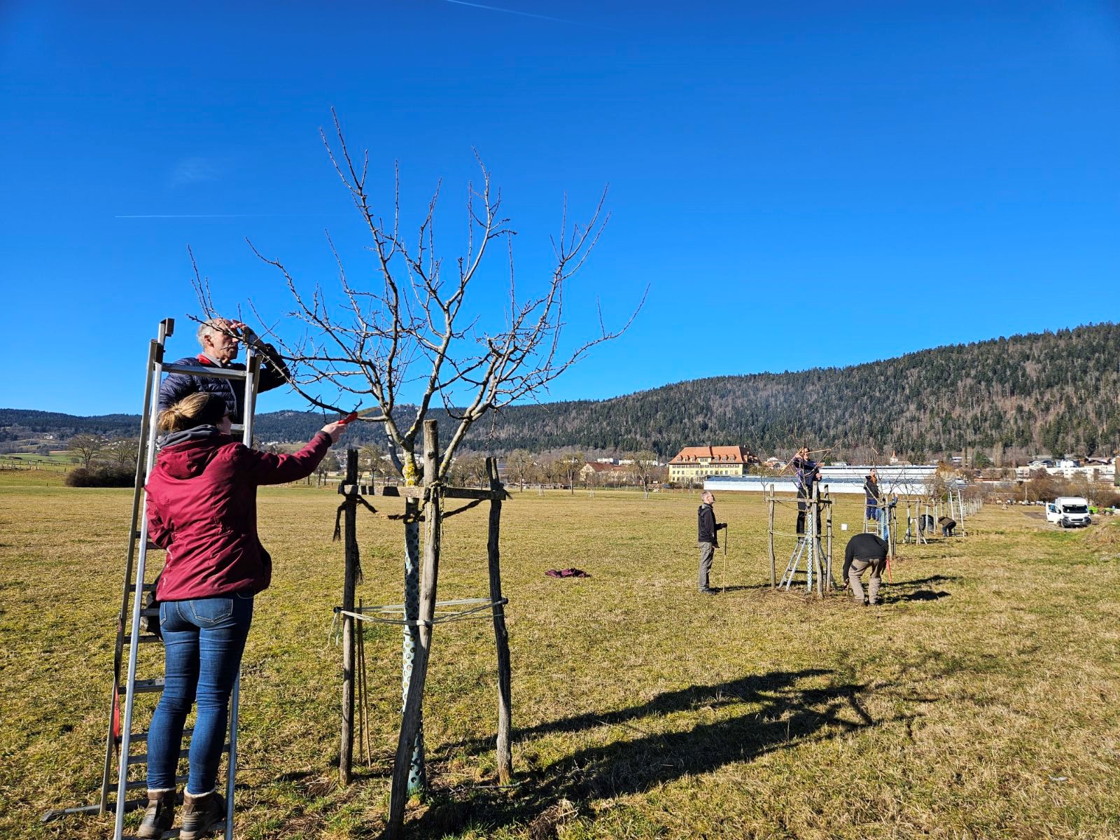 Cours de tailles d'arbres fructueux