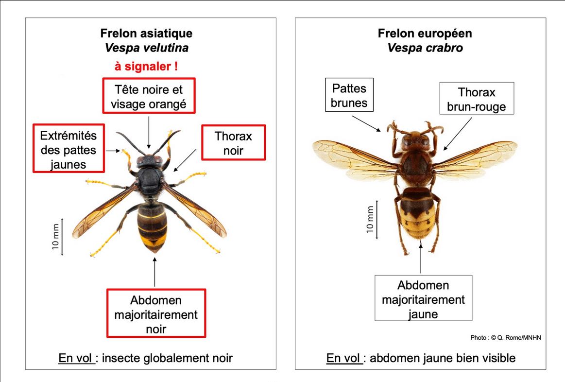 Jagd auf die asiatische Hornisse