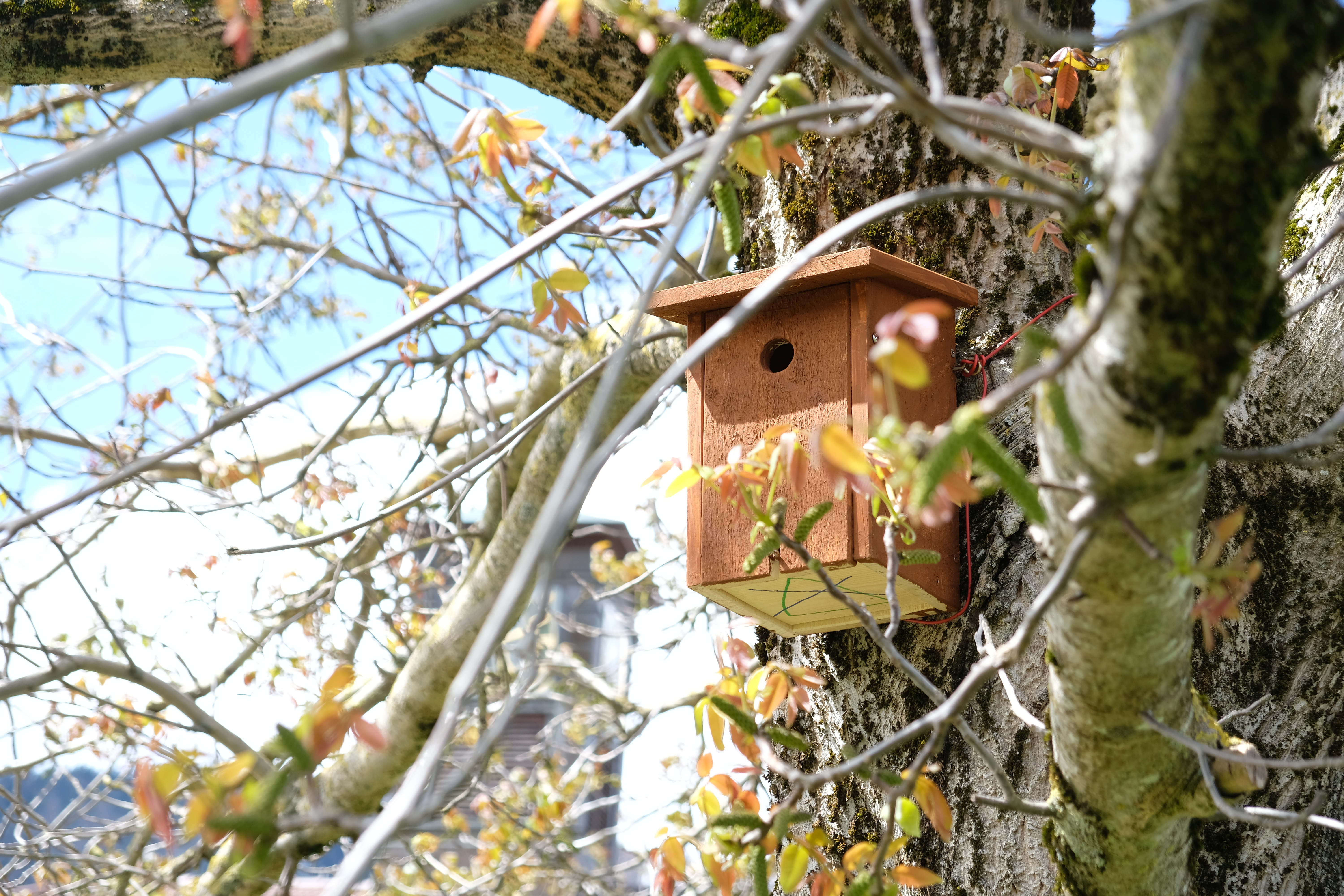 Des nichoirs pour les passeraux de Villeret