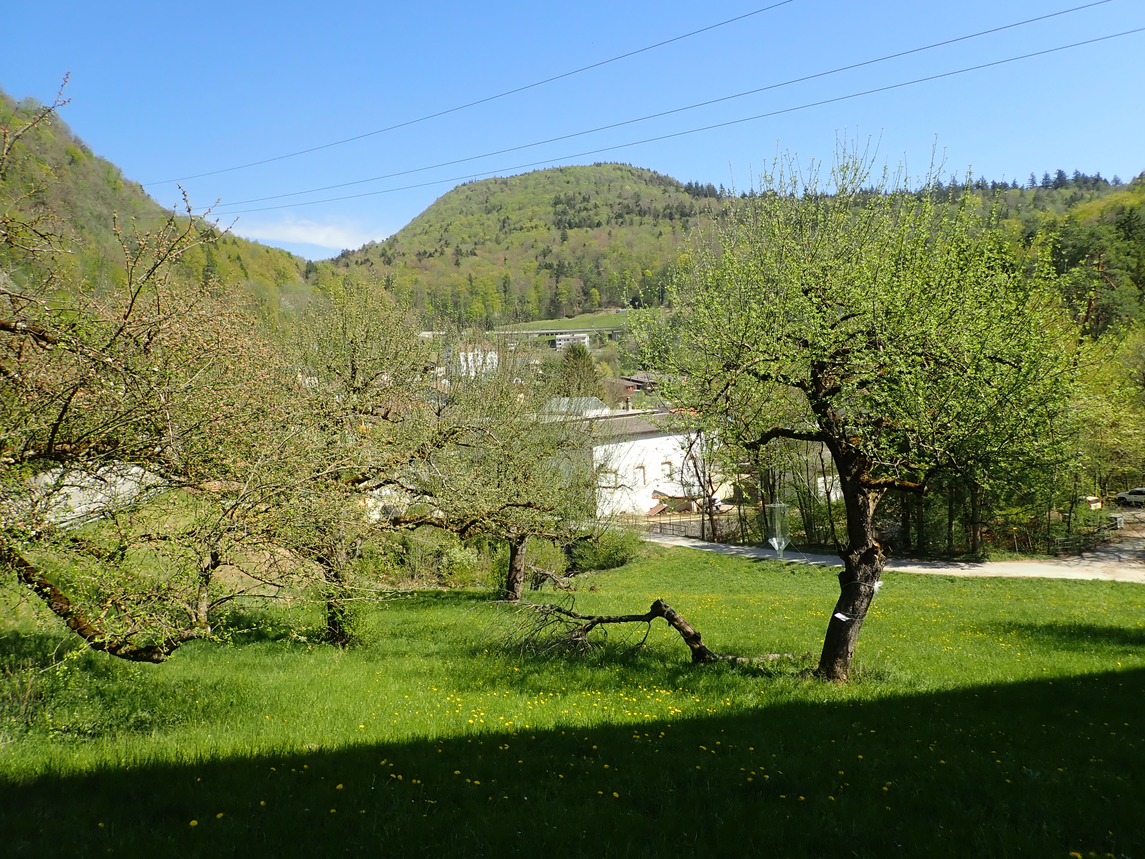 Coléoptères bien présents